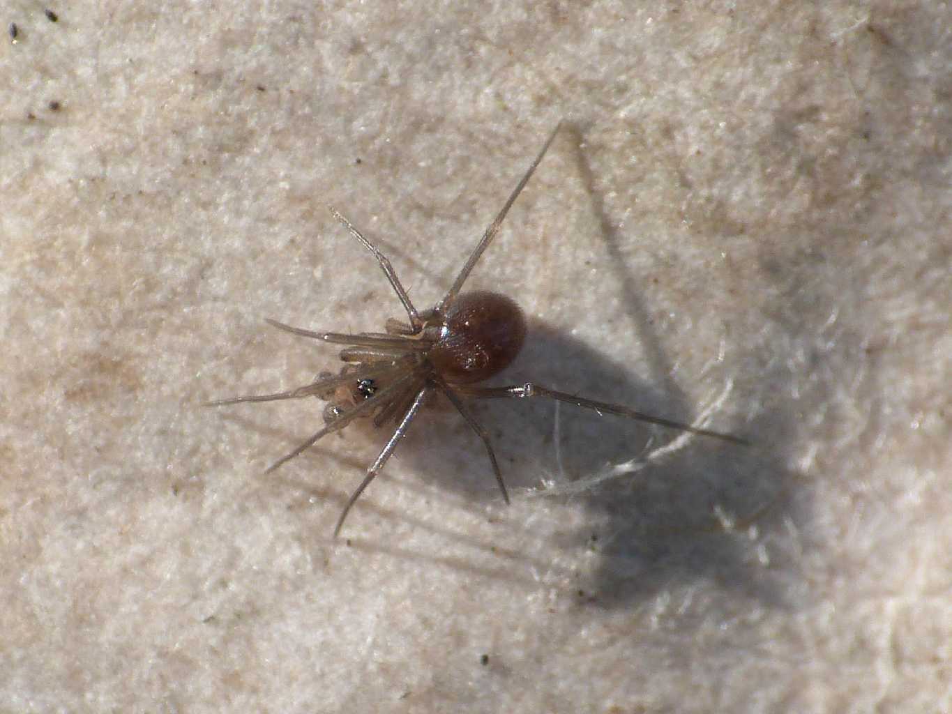 Mini ragno: Linyphiidae?